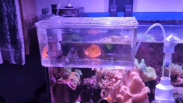 Reproduccion pez pterapogon kauderni