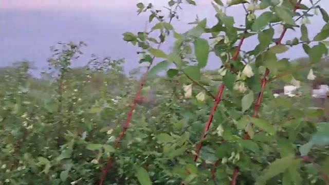 Жимолость. Разные сорта по высоте. смотреть онлайн