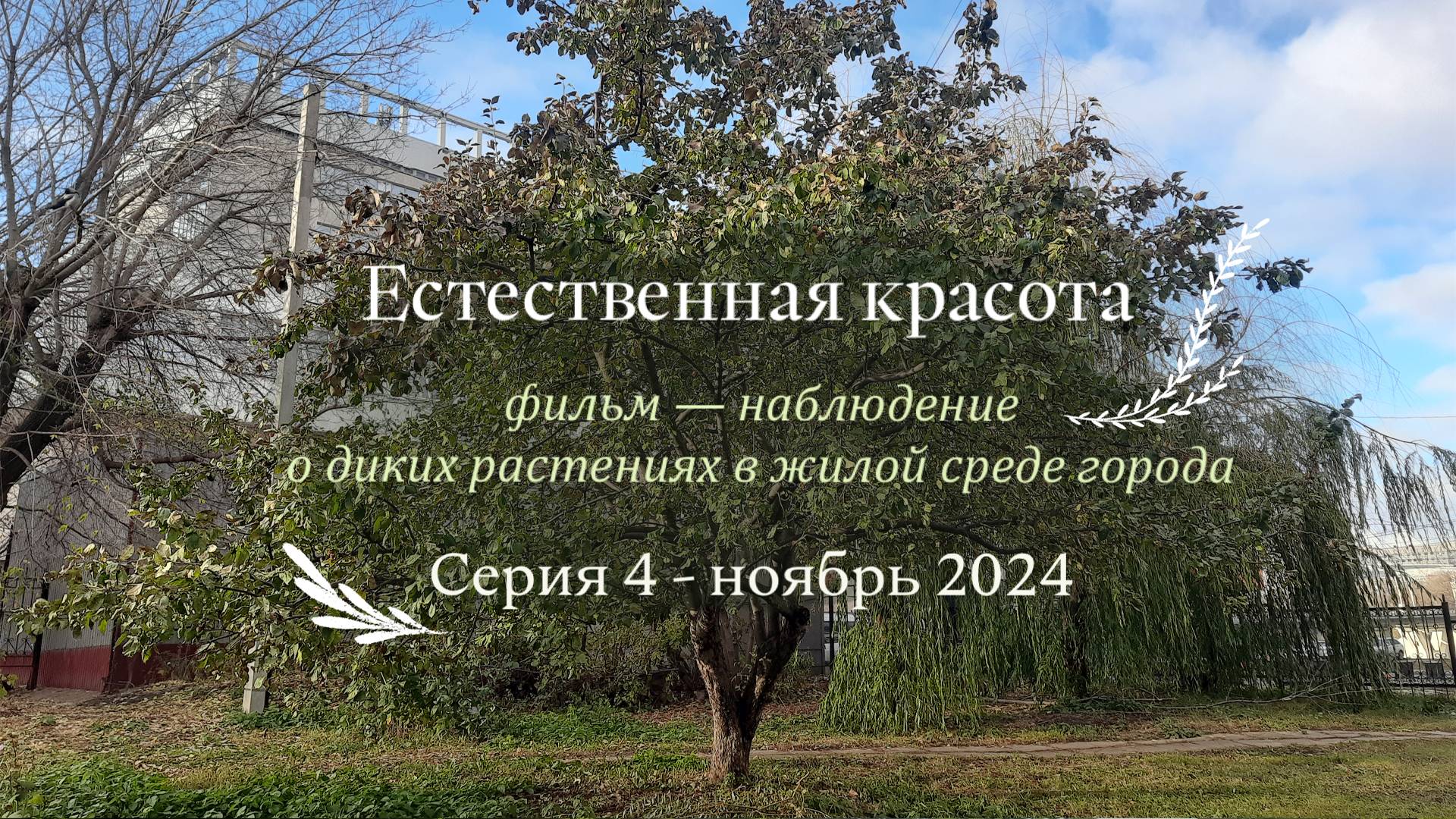 Естественная красота. Серия четвертая. Ноябрь. смотреть онлайн
