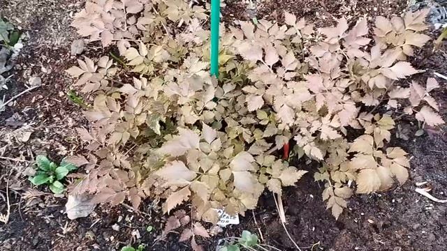 Хохлатка Chocolate Star смотреть онлайн