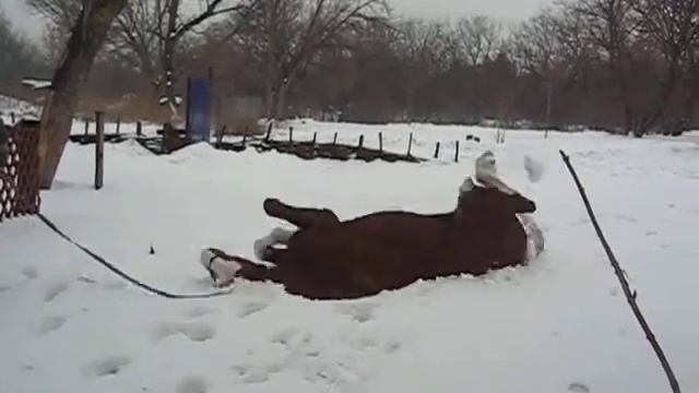Лачик качается в снегу! смотреть онлайн