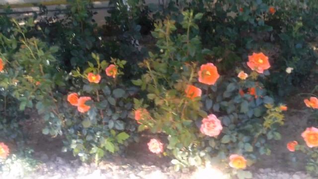 #СтатусГид Строчное объявления в рубрике Статус-гид 800 т.С логотипом и оформлением от 3000 т.