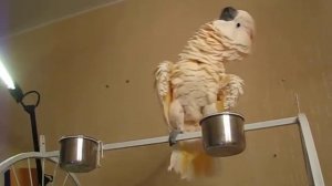 Музыкальные какаду. Какаду танцуют и подпевают.