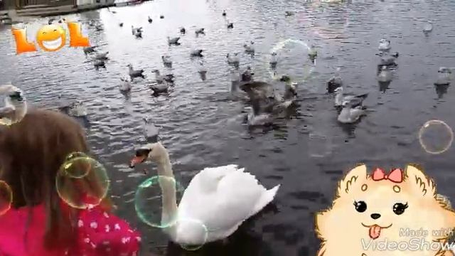 Всем приветик я приехала покормить уток и лебедей. Ставь лайк и подписывайся. смотреть онлайн