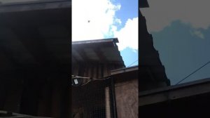 Николаевские голуби .Андрей Одесса