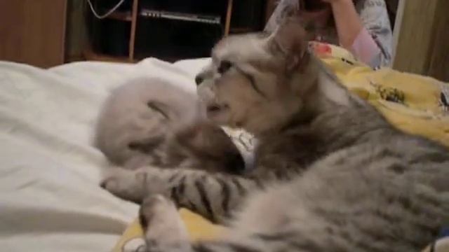 кошка и крольченок смотреть онлайн