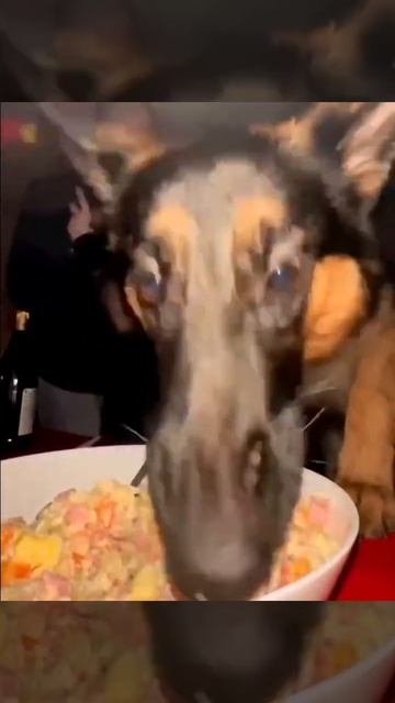 Собака ворует еду со стола (Dog steals food from the table) смотреть онлайн