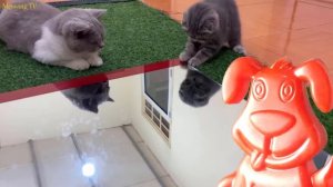 Кошка рожает котят на глазах у желейного пса Стасика..mp4