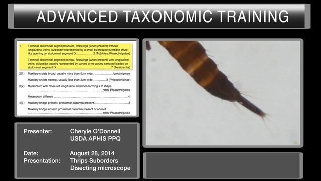 Thrips Suborders Disecting microscope смотреть онлайн