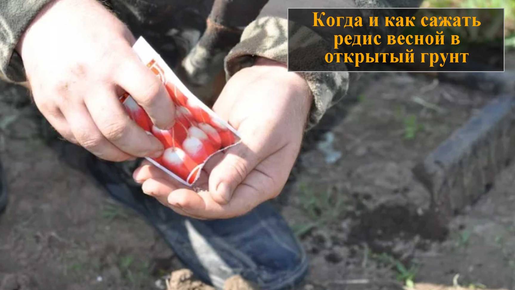 Как и когда сажать редиску весной в открытый грунт смотреть онлайн