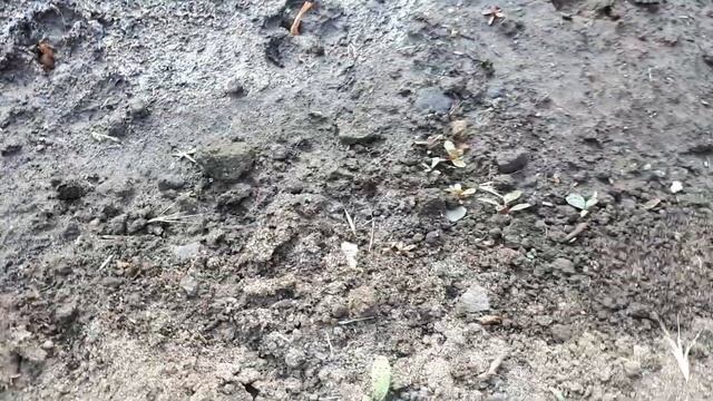 сажаем лук севок. смотреть онлайн