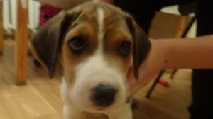 Русская пегая гончая Гром. Октябрь 2015 г.