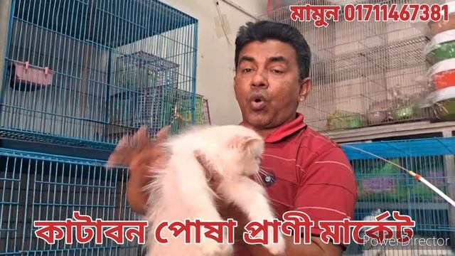 Katabon Animal market in Bangladesh | Blue Eyes Persian cat price in Bangladesh смотреть онлайн