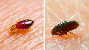 Как отличить клопа от блохи и чем вообще эти паразиты отличаются друг от друга?