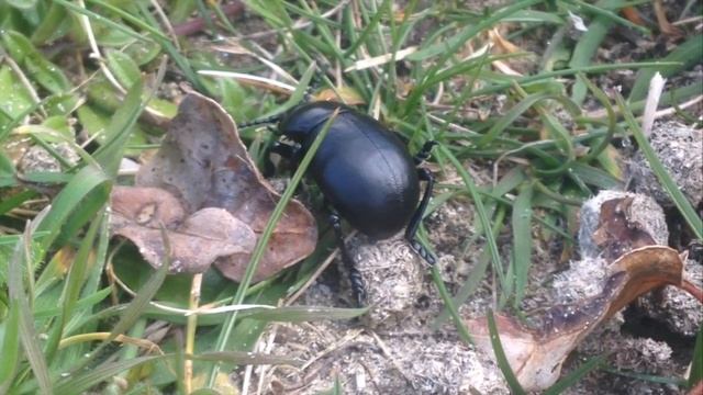 Bloody Nosed Beetle In Rock Dunes Near Daymer Bay Beach In Cornwall UK смотреть онлайн