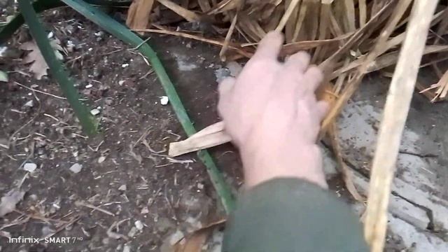 юкка во дворе