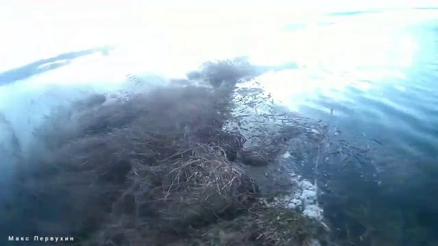 ВЕЧЕРНЯЯ ЗОРЬКА Или как я пробирался на озере за этими утками.