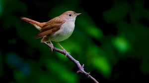 Пение соловья. Сладкий нектар для ушей #relax