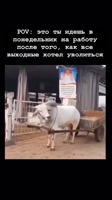 Просто приколы (из Вологды)