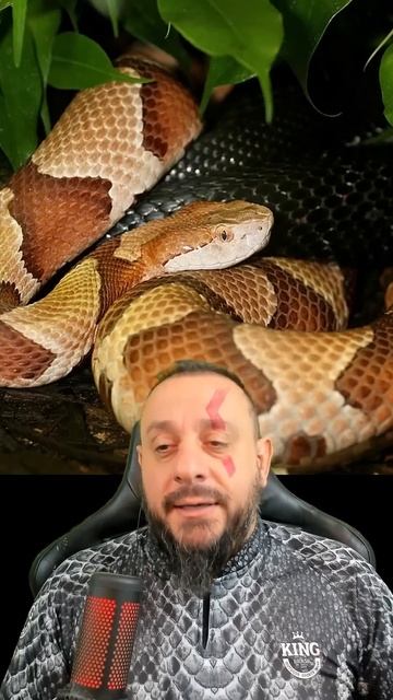 Foi picado por uma cabeça de cobre, Agkistrodon contortrix. смотреть онлайн