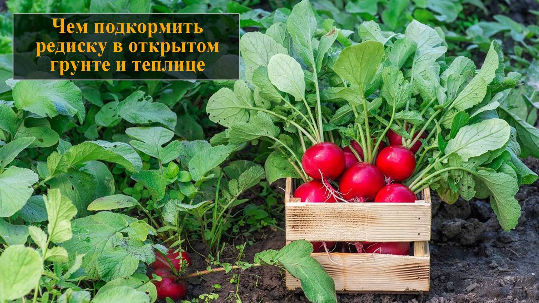 Чем подкормить редиску в открытом грунте и теплице смотреть онлайн