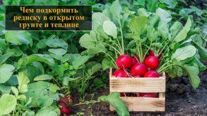 Чем подкормить редиску в открытом грунте и теплице
