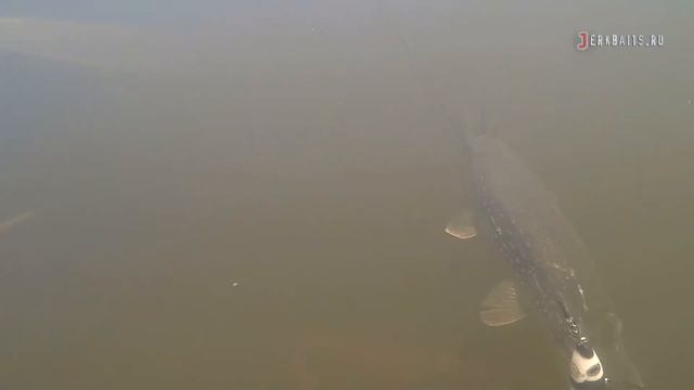 Щука на мышь Miki Mouse- джерк GoodCatLab смотреть онлайн