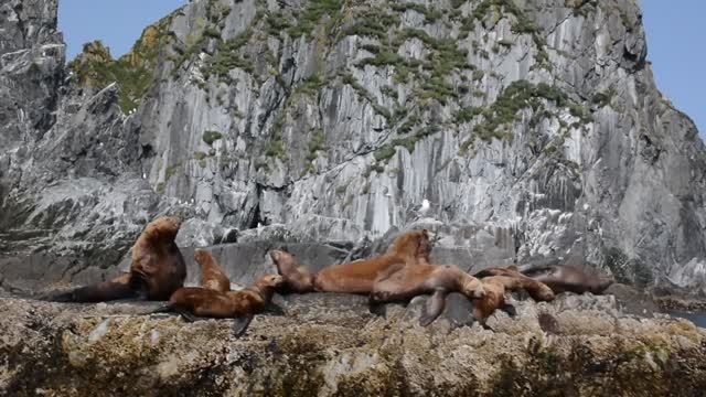 Это ЛЮБОВЬ. Брачный сезон сивучей (Морских львов) в бухте Русская.