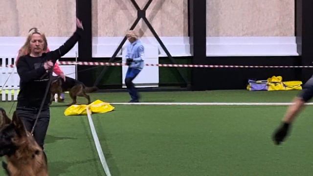 ЮНИОРЫ КОБЕЛИ / КЧК ЯРОСЛАВЛЬ 8 марта`25 А.Малышевский Моно немецких овчарок смотреть онлайн