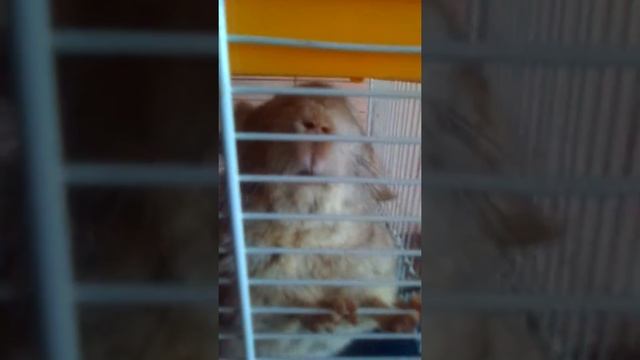 Шиншиллы смотреть онлайн
