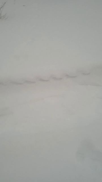 Моя пушистая красавица смотреть онлайн