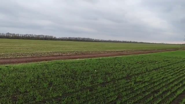 Озимая по озимой урожая 2023 года. Телеграмм канал : Фугустим. смотреть онлайн