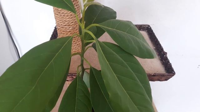 Как выращивать и сажать авокадо