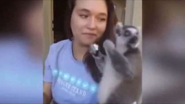 Забавные животные - 2014 [Забавные животные - 2014]