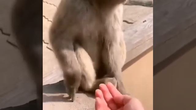 Обезъяна обиделась 🤣🤣🤣 смотреть онлайн