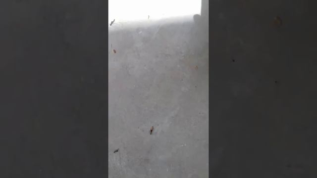 Муравьи трудяги! смотреть онлайн
