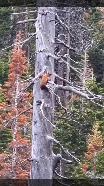 Медведь не ищет лёгких путей смотреть онлайн