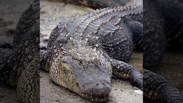 Alligator Talking To Kids Funny Silly