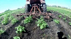 ОКУЧИВАНИЕ КАРТОШКИ НА ТРАКТОРЕ Т-25.