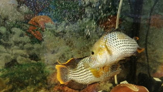 Акара бирюзовая 🐟