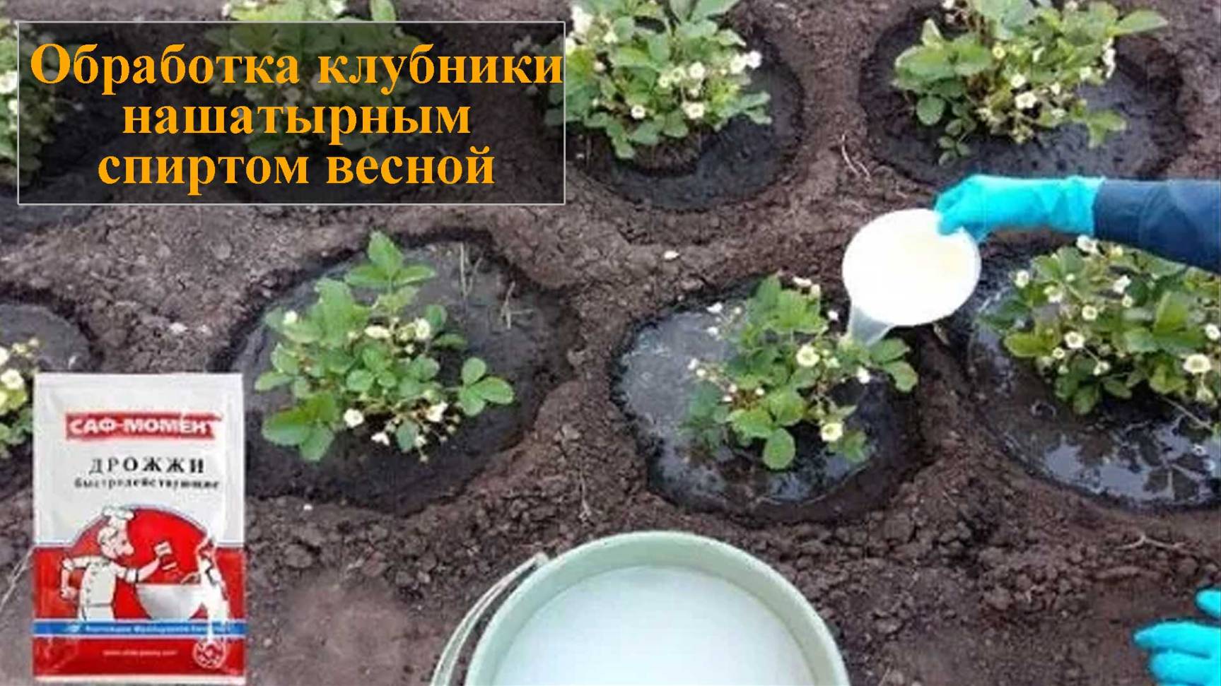 Подкормка клубники весной дрожжами смотреть онлайн