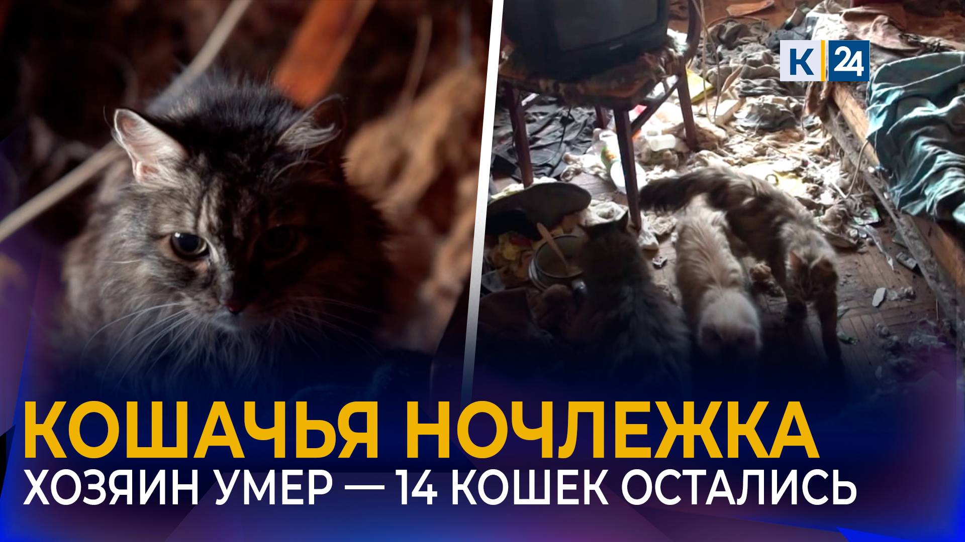 После смерти хозяина полтора десятка кошек живут одни в квартире в Краснодаре смотреть онлайн