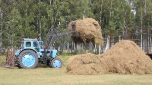 Трактор Т - 40 погрузка сена 1 часть
