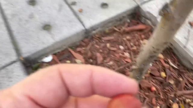 Un árbol que no conocía: El Copey