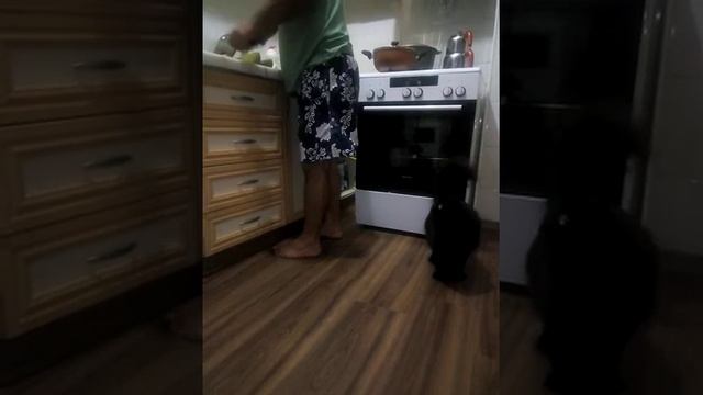 Кошка просит дыню!