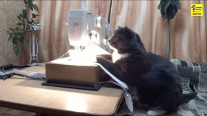 Кот шьёт на швейной машинке