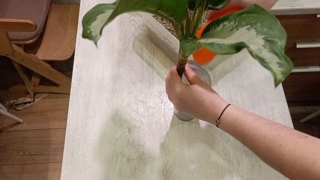 100 дней пересадки: аглаонема паттайя бьюти смотреть онлайн