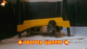 Обогрев цыплят в брудере нагревательной панелькой 🐥🐤🐥