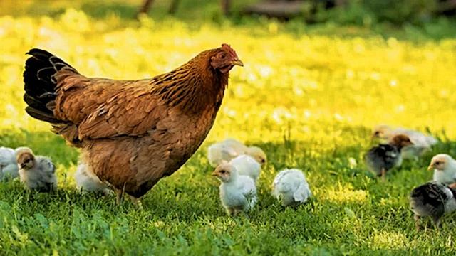 АСМР _ Звук курицы и цыплят слушать онлайн бесплатно смотреть онлайн