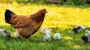 АСМР _ Звук курицы и цыплят слушать онлайн бесплатно